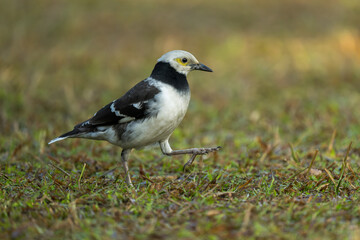 A black-collared starling walking on the grass. Blurred background.