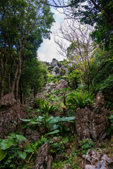 Fototapeta premium 日本の沖縄県国頭村の大石林山の美しい風景