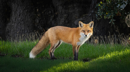 A Red Fox on a fall day in the grass
