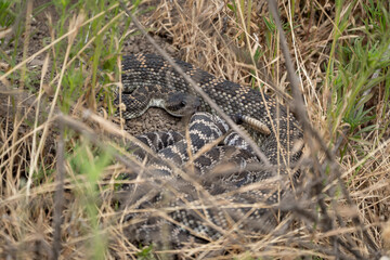 Southern Pacific Rattlesnake at Crystal Cove State Park