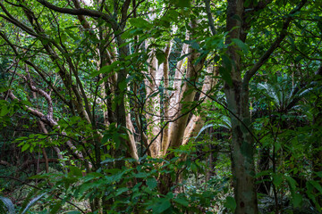 Obraz premium 日本の沖縄県国頭村の大石林山の美しい風景