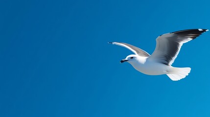 Obraz premium Seagull gracefully glides vibrant blue sky sunlight. AI Generated