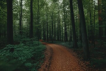 Obraz premium Forest path leading through tall trees in the Netherlands, lush greenery, thick foliage, with copy space on the right for web banner.