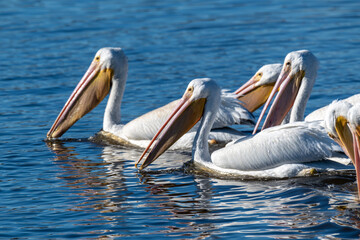 American White Pelicans 