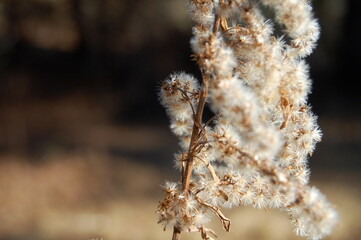 Close Up of Dried Grass