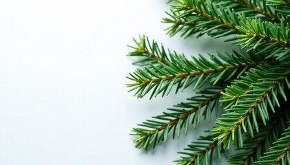 Obraz premium Close-up of dense spruce twigs on white surface, winter, twig