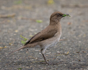 Turdus ignobilis