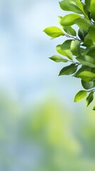 Obraz premium Vibrant green leaves gently sway in soft sunlight creating a serene peaceful mood. AI Generated