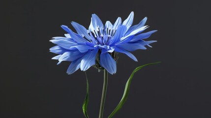 A vibrant blue flower with delicate petals against a dark background.