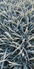 Frost-covered grass with sharp blades glistening in the morning light.
