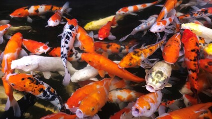 Top view of colorful koi fish or Japanese koi carp swimming in the lake.