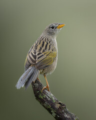 Emberizoides herbicola