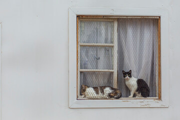 cat on window