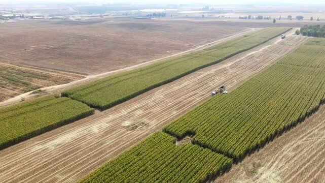 Drone shot of a vast cornfield.
A combine harvester harvests the corn.
An amazing agricultural landscape of the Judean Lowlands