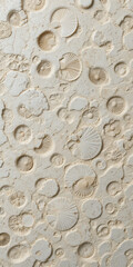 Close-up of a textured surface featuring various fossilized shells and patterns.