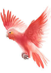 Graffiti-style illustration of pink parrot on a white, isolated background. 