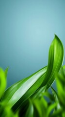 Fototapeta premium Vibrant green leaves elegantly curve against a soft blue backdrop. AI Generated
