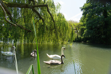 White mute swan on Avon River under shade of willow tree foliage © Brian Scantlebury