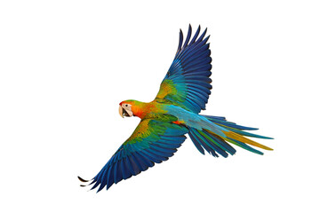 Colorful flying Camelot Macaw parrot isolated on transparent background png file