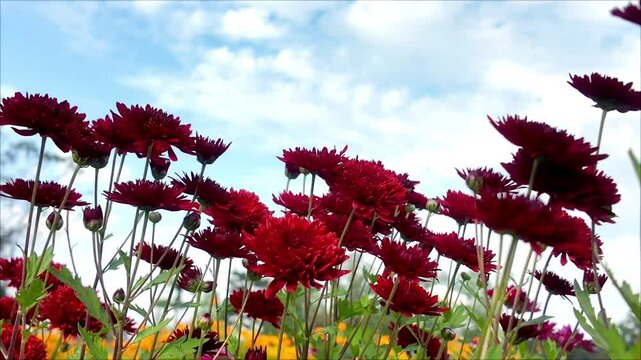 Red chrysanthemum flowers on blue sky background