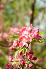 Close-Up of Pink Blossom on Tree Branch in Spring. Soft focus.
