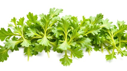 Obraz premium Fresh Arugula Leaves - White Background - High Resolution Photography
