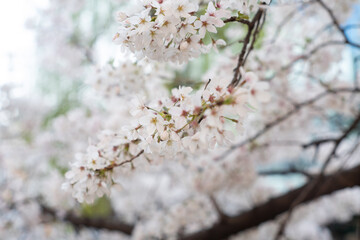 満開の桜 Cherry Blossom