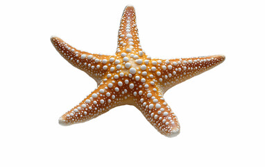 Isolated orange starfish, ocean background, white backdrop, design element