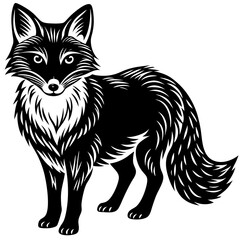 black and white Arctic Fox