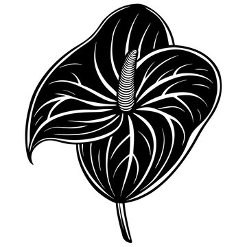 black anthurium flower graphic clip art preview