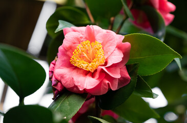 A lush pink camellia flower with ruffled, double petals, set against vibrant green foliage,...