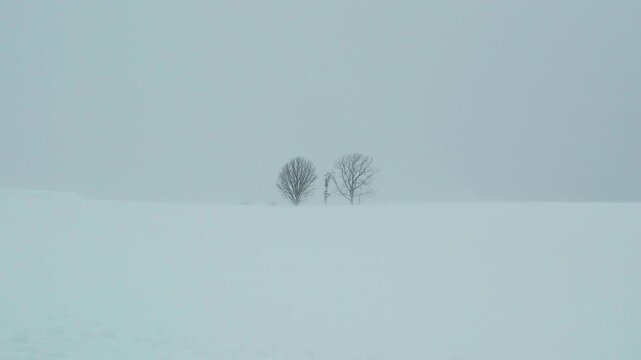 Snowy scenery and trees on a snowy day in Hokkaido, Japan in winter