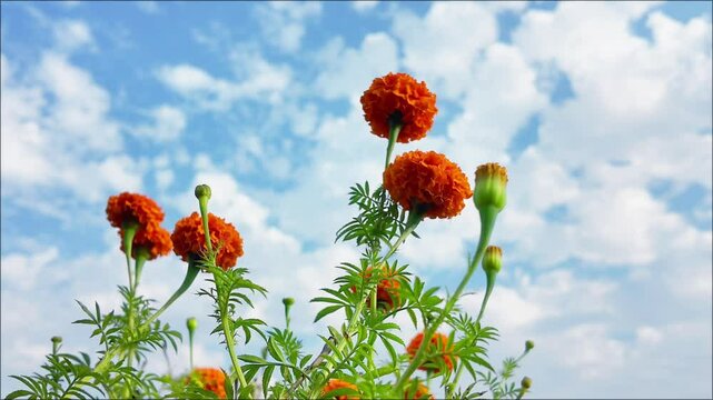 A field full of marigold or Genda phool  under a blue sky. 