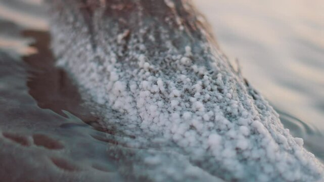 Close up shot of salt crystals deposition on log in water at salt flats of Kutch, Gujarat, India. Salt water lake in Great Rann of Kutch. Natural details of salt crystals on fallen tree trunk. 