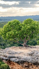 Solitary Tree on Clifftop  Scenic Nature Vista  Panoramic View