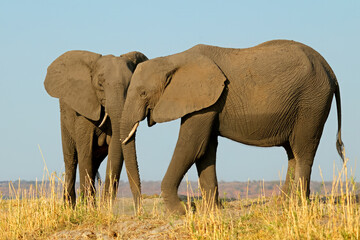 Fototapeta premium Two African elephants (Loxodonta africana) in natural habitat, Chobe National Park, Botswana.