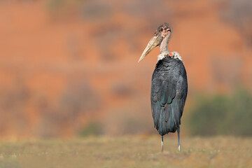 A marabou stork (Leptoptilos crumeniferus) in natural habitat, Chobe National Park, Botswana.