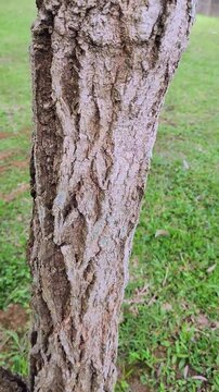 Podocarpus neriifolia or ki putri is a conifer tree belonging to the Podocarpaceae family. This tree is also known as Brown Pine. The stem looks very exotic with its charming bark grooves