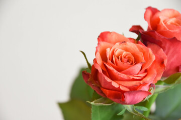Naklejka premium 赤い薔薇