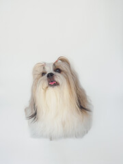 Shih Tzu dog with long fur sitting on white background, looking happy and playful.