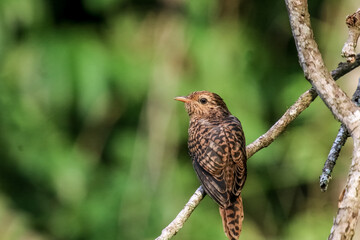 red tailed hawk perched on branch