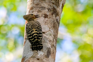 woodpecker on tree