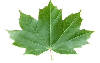 Fototapeta premium Green maple leaf, isolated, nature, design, backdrop
