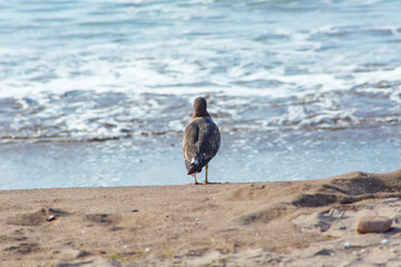 Peruvian seagull on Chinchorro beach, Arica city