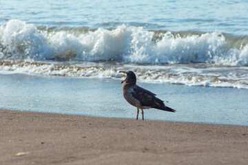 Peruvian seagull on Chinchorro beach, Arica city