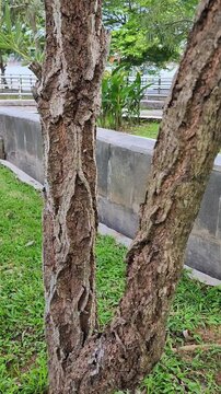 Podocarpus neriifolia or ki putri is a conifer tree belonging to the Podocarpaceae family. This tree is also known as Brown Pine. The stem looks very exotic with its charming bark grooves