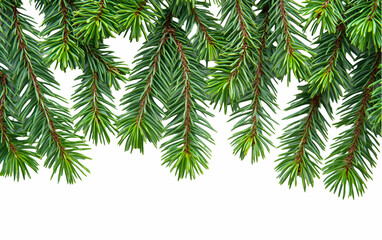 Obraz premium Evergreen branches border, white background, Christmas design