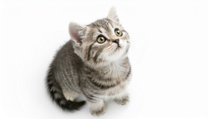 "Curious Scottish Straight Kitten on White Background"