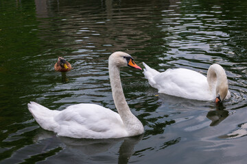 Two Graceful white Swans swimming in the lake, swans in the wild