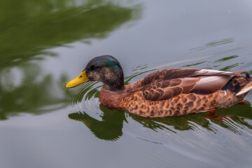 Duck swims in the pond in the rain.